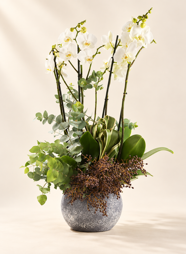 Orchid Bowl