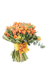 Orange Tulip