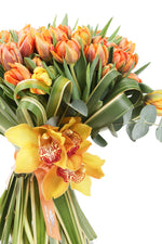 Orange Tulip