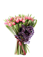 Pink Tulip