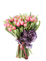 Pink Tulip