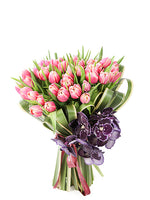 Pink Tulip