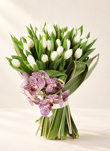White Tulipe