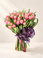 Pink Tulipe